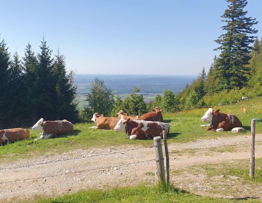 Romantisches Alpenchalet - Mit Sauna Und Kamin - Ruhig Und Zentral Bad Tölz Eksteriør billede